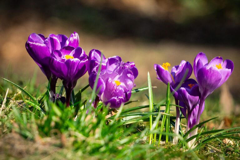 Blumen