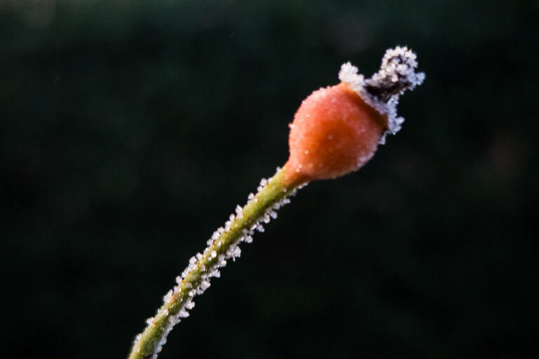 Wintergarten
